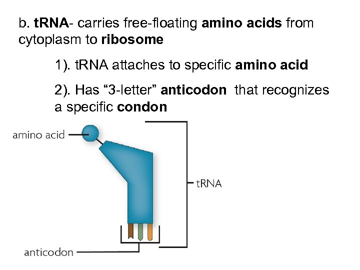 b. t. RNA- carries free-floating amino acids from cytoplasm to ribosome 1). t. RNA