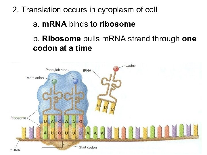 2. Translation occurs in cytoplasm of cell a. m. RNA binds to ribosome b.