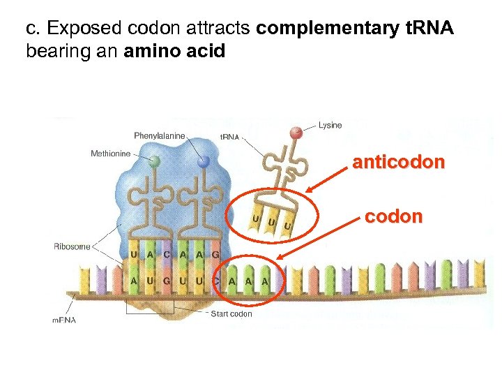 c. Exposed codon attracts complementary t. RNA bearing an amino acid anticodon 