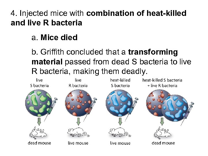 4. Injected mice with combination of heat-killed and live R bacteria a. Mice died