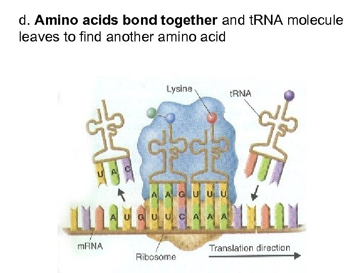 d. Amino acids bond together and t. RNA molecule leaves to find another amino