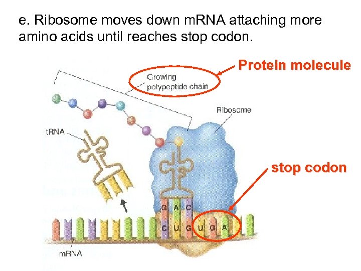 e. Ribosome moves down m. RNA attaching more amino acids until reaches stop codon.