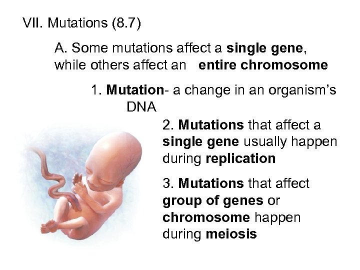  VII. Mutations (8. 7) A. Some mutations affect a single gene, while others