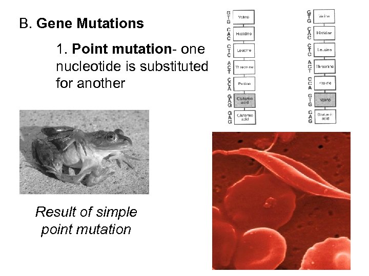 B. Gene Mutations 1. Point mutation- one nucleotide is substituted for another Result of