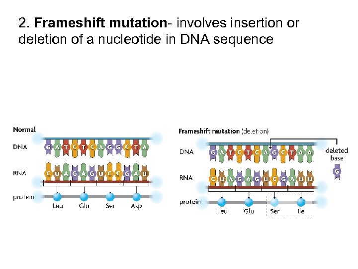 2. Frameshift mutation- involves insertion or deletion of a nucleotide in DNA sequence 