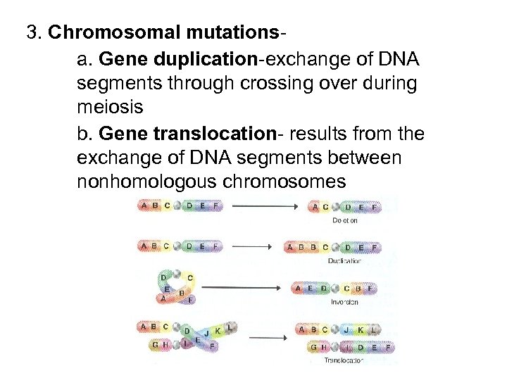 3. Chromosomal mutationsa. Gene duplication-exchange of DNA segments through crossing over during meiosis b.