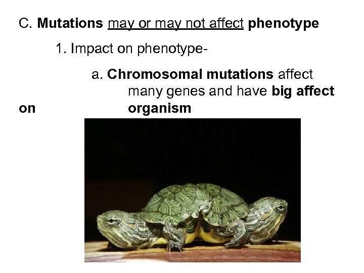 C. Mutations may or may not affect phenotype 1. Impact on phenotype- on a.