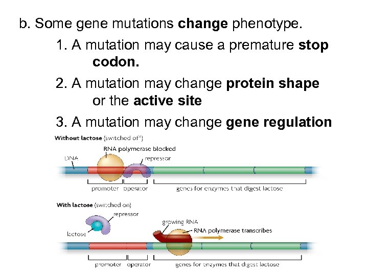 b. Some gene mutations change phenotype. 1. A mutation may cause a premature stop