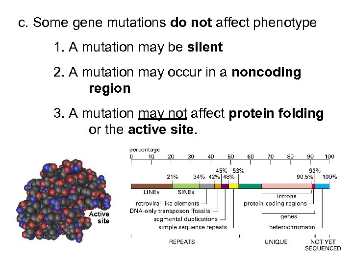 c. Some gene mutations do not affect phenotype 1. A mutation may be silent