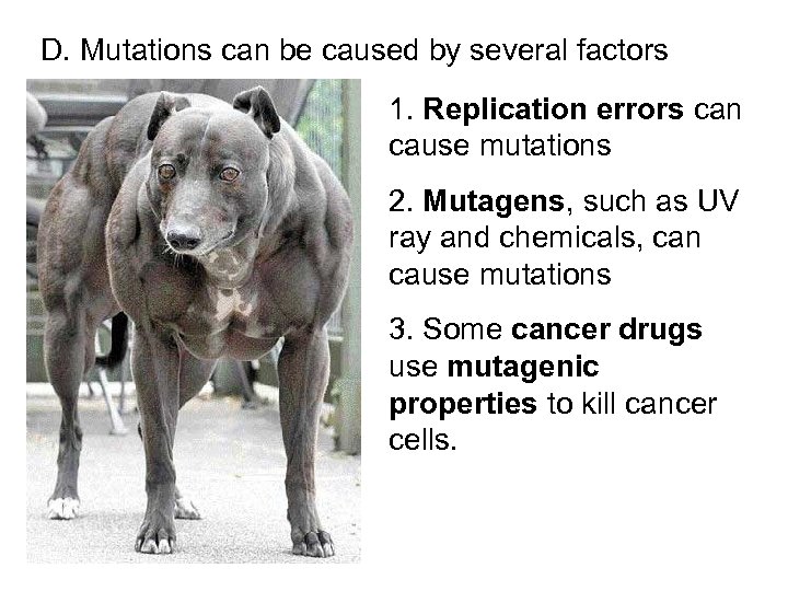 D. Mutations can be caused by several factors 1. Replication errors can cause mutations