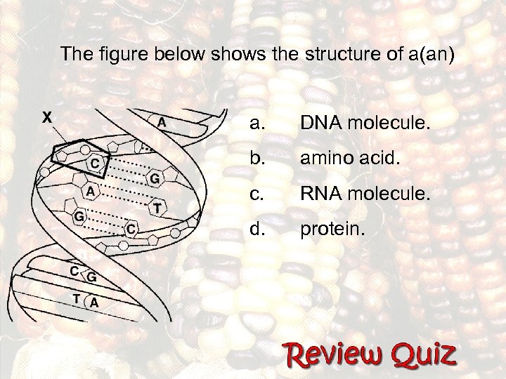 The figure below shows the structure of a(an) a. DNA molecule. b. amino acid.