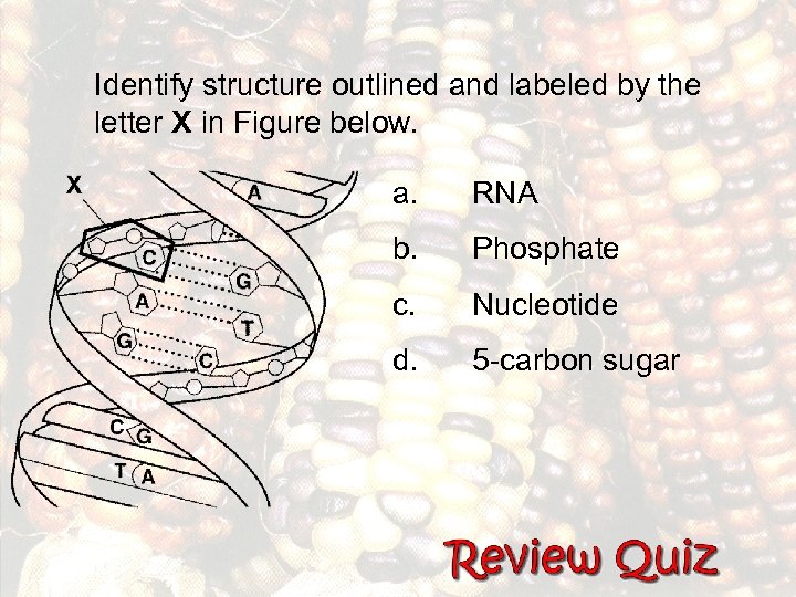 Identify structure outlined and labeled by the letter X in Figure below. a. RNA