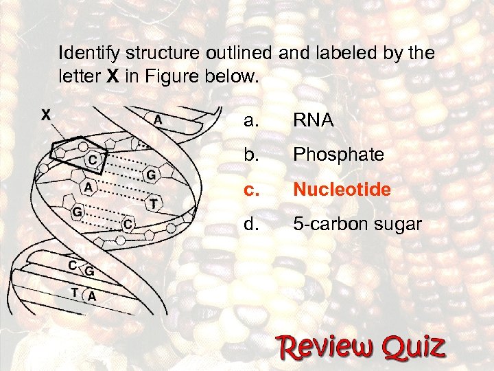 Identify structure outlined and labeled by the letter X in Figure below. a. RNA