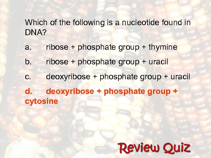 Which of the following is a nucleotide found in DNA? a. ribose + phosphate