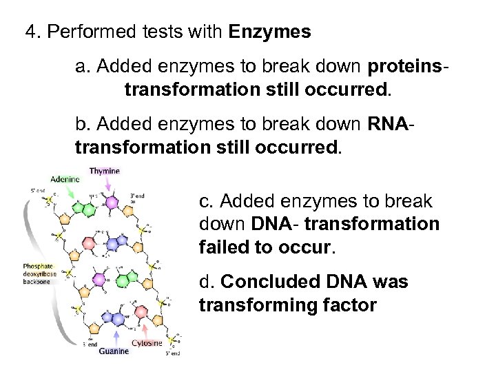 4. Performed tests with Enzymes a. Added enzymes to break down proteins- transformation still