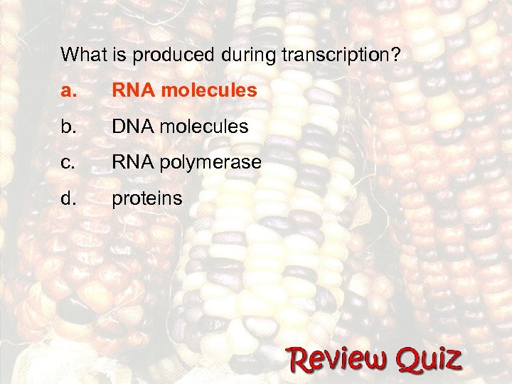 What is produced during transcription? a. RNA molecules b. DNA molecules c. RNA polymerase