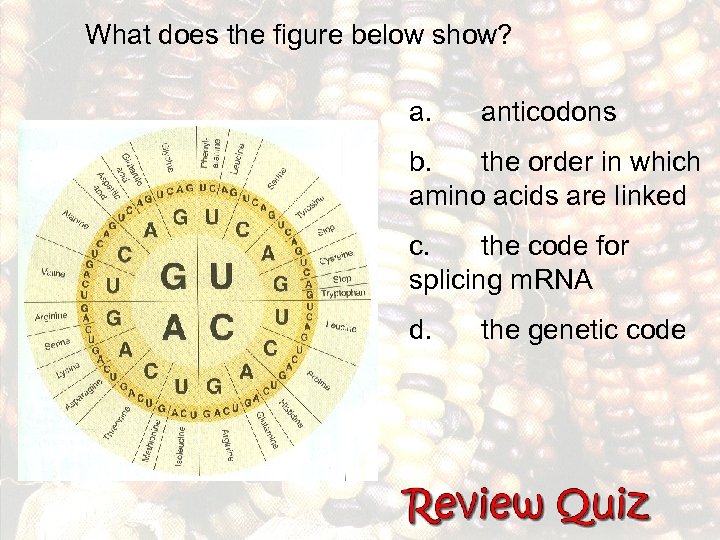 What does the figure below show? a. anticodons b. the order in which amino