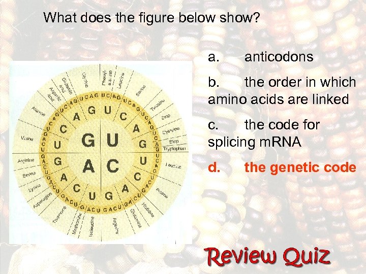 What does the figure below show? a. anticodons b. the order in which amino