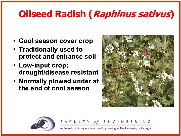 Oilseed Radish (Raphinus sativus) • Cool season cover crop • Traditionally used to protect