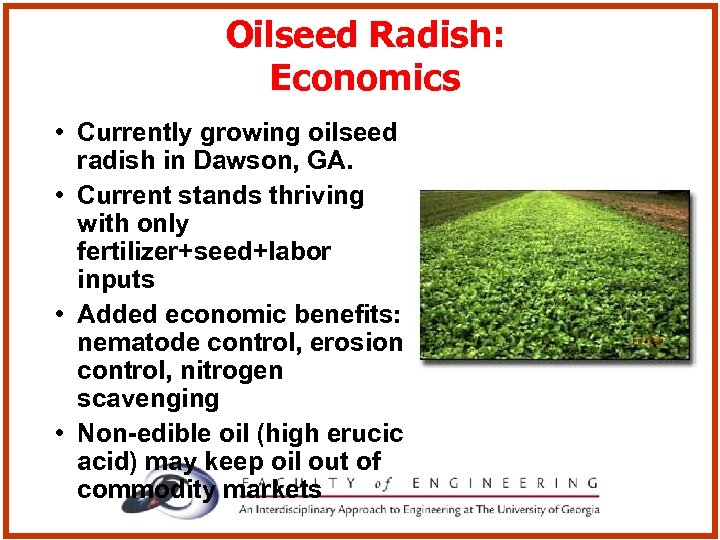 Oilseed Radish: Economics • Currently growing oilseed radish in Dawson, GA. • Current stands