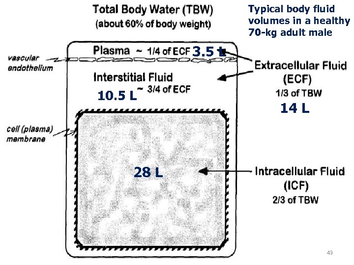 Typical body fluid volumes in a healthy 70 -kg adult male 3. 5 L