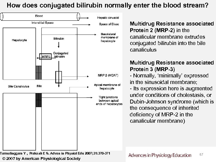 How does conjugated bilirubin normally enter the blood stream? Multidrug Resistance associated Protein 2