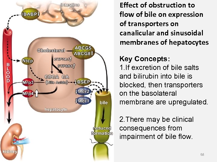 Effect of obstruction to flow of bile on expression of transporters on canalicular and