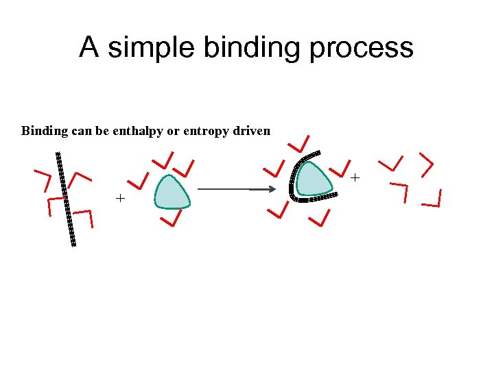 A simple binding process Binding can be enthalpy or entropy driven + + 