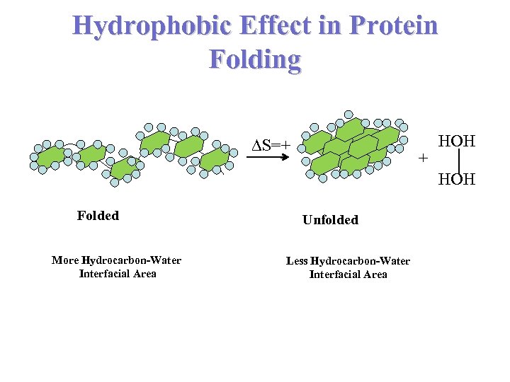 Hydrophobic Effect in Protein Folding S=+ + HOH Folded More Hydrocarbon-Water Interfacial Area Unfolded