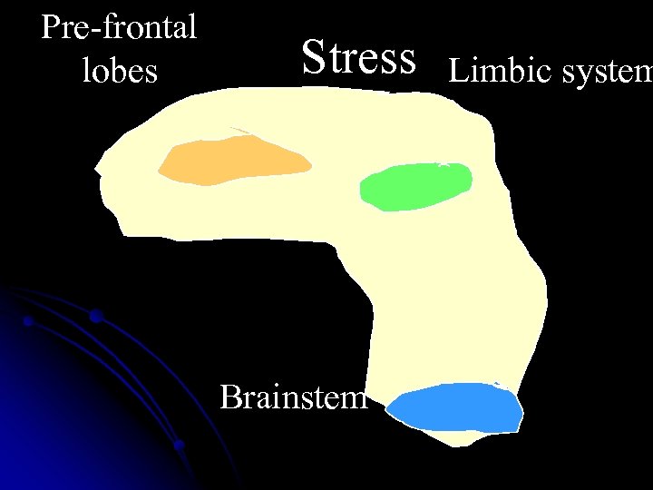 Pre-frontal lobes Stress Brainstem Limbic system 