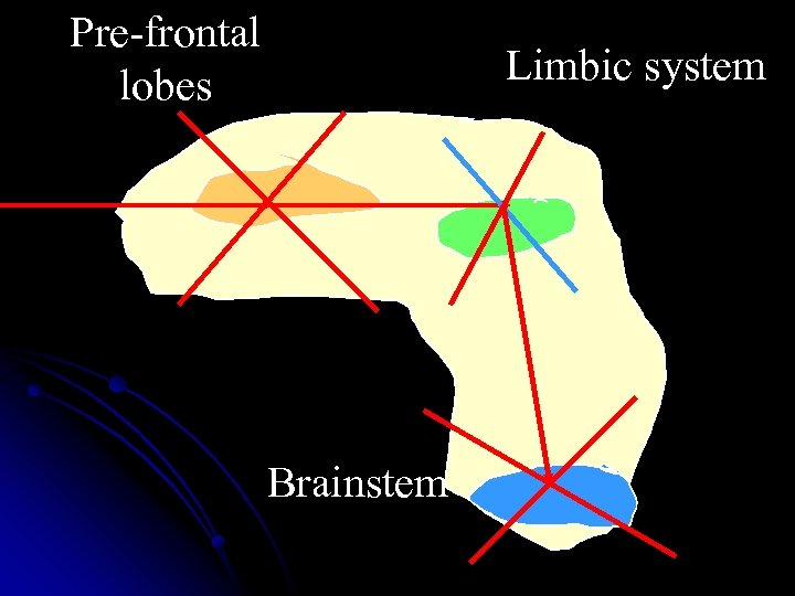 Pre-frontal lobes Limbic system Brainstem 