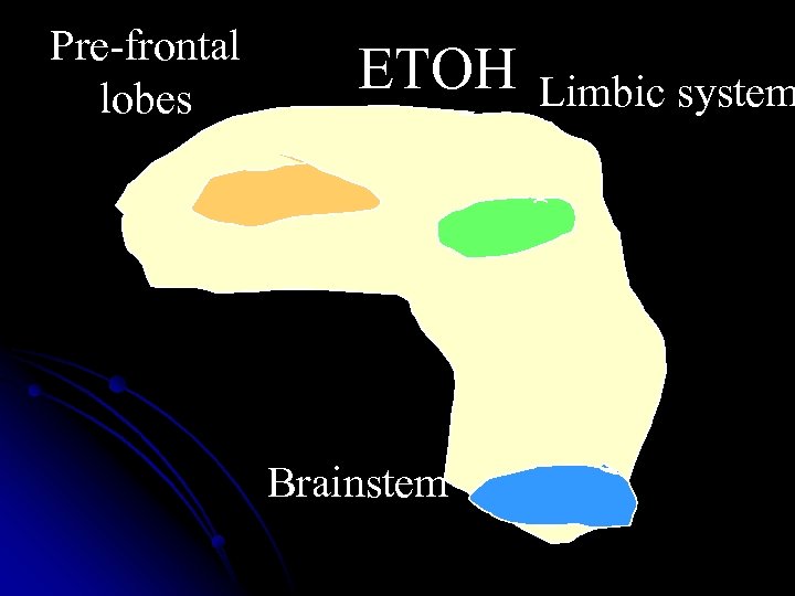 Pre-frontal lobes ETOH Brainstem Limbic system 