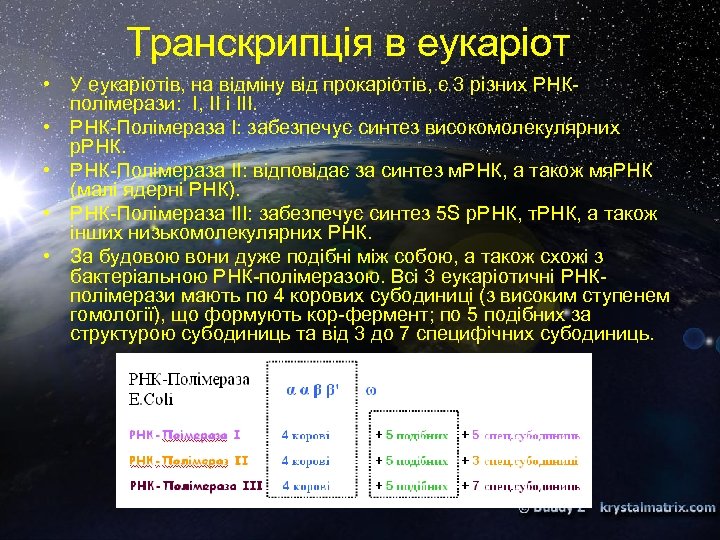 Транскрипція в еукаріот • У еукаріотів, на відміну від прокаріотів, є 3 різних РНКполімерази: