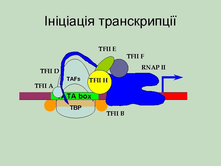 Ініціація транскрипції TFII E TFII F RNAP II TFII D TAFs TFII A TFII