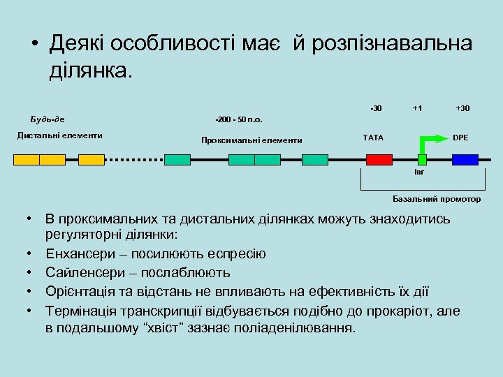  • Деякі особливості має й розпізнавальна ділянка. -30 Будь-де Дистальні елементи +1 +30