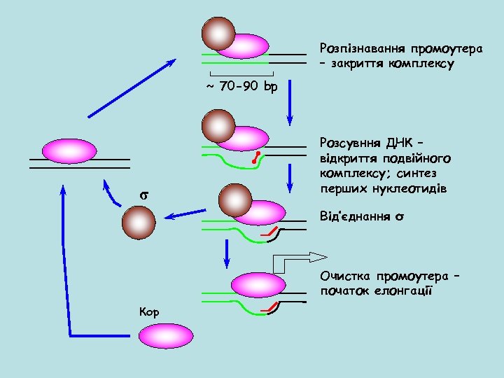 Розпізнавання промоутера – закриття комплексу ~ 70 -90 bp σ Розсувння ДНК – відкриття