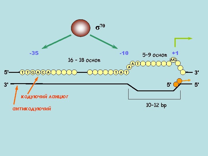 σ70 -35 5' 16 – 18 основ -10 A T T G A C