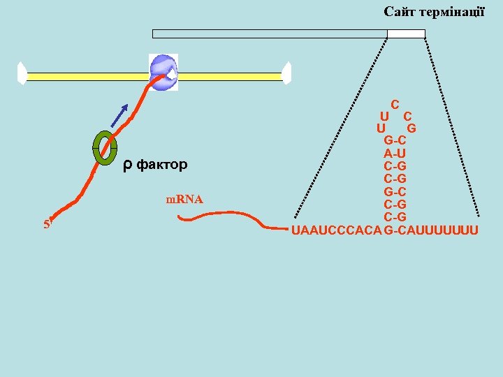 Сайт термінації C ρ фактор m. RNA 5' U C U G G-C A-U