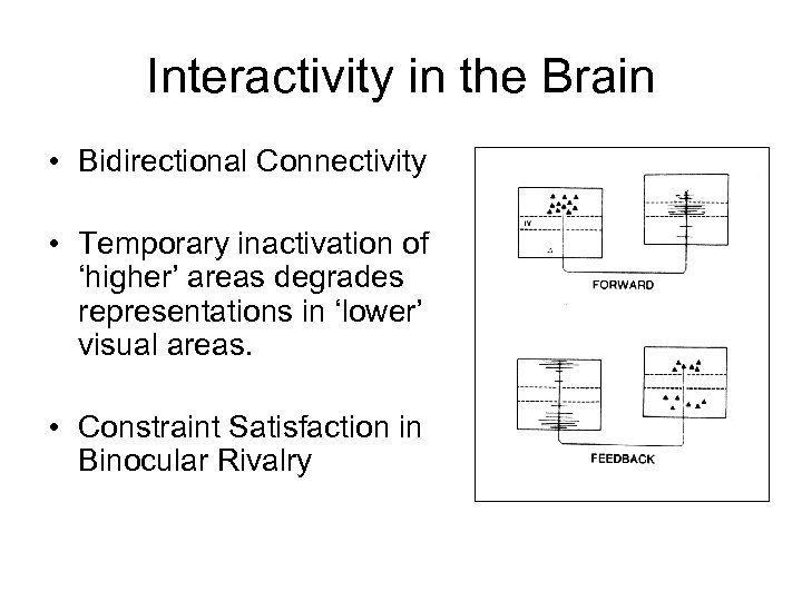 Interactivity in the Brain • Bidirectional Connectivity • Temporary inactivation of ‘higher’ areas degrades