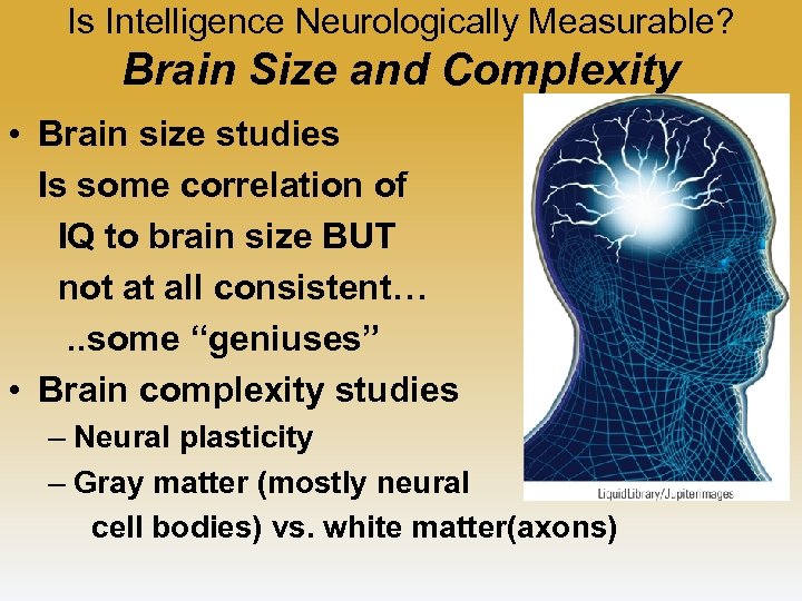 Is Intelligence Neurologically Measurable? Brain Size and Complexity • Brain size studies Is some