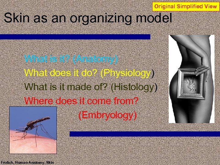 Original Simplified View Skin as an organizing model What is it? (Anatomy) What does