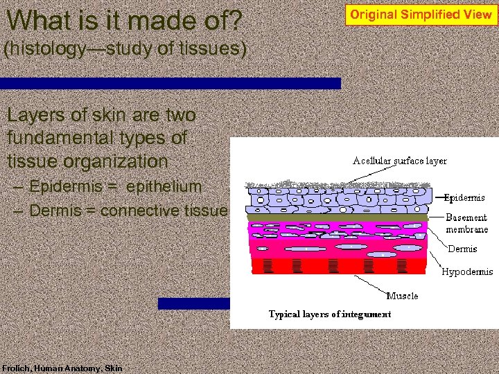 What is it made of? (histology—study of tissues) Layers of skin are two fundamental