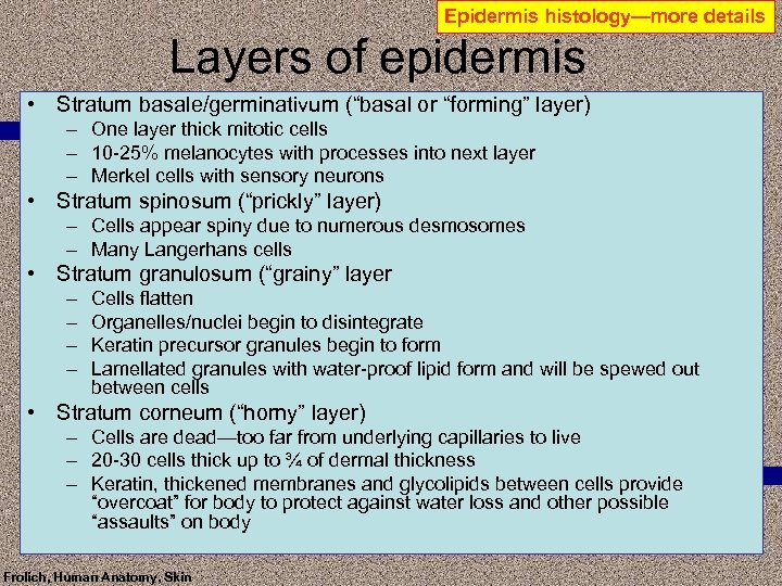 Epidermis histology—more details Layers of epidermis • Stratum basale/germinativum (“basal or “forming” layer) –