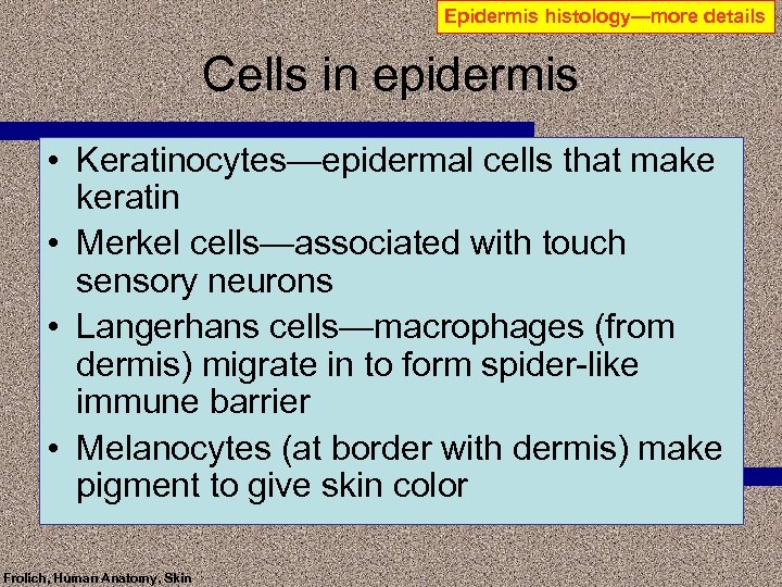 Epidermis histology—more details Cells in epidermis • Keratinocytes—epidermal cells that make keratin • Merkel