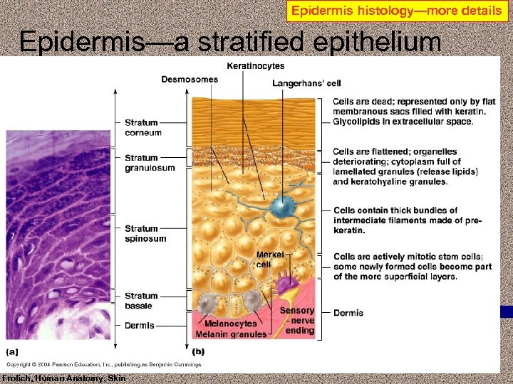 Epidermis histology—more details Epidermis—a stratified epithelium Frolich, Human Anatomy, Skin 