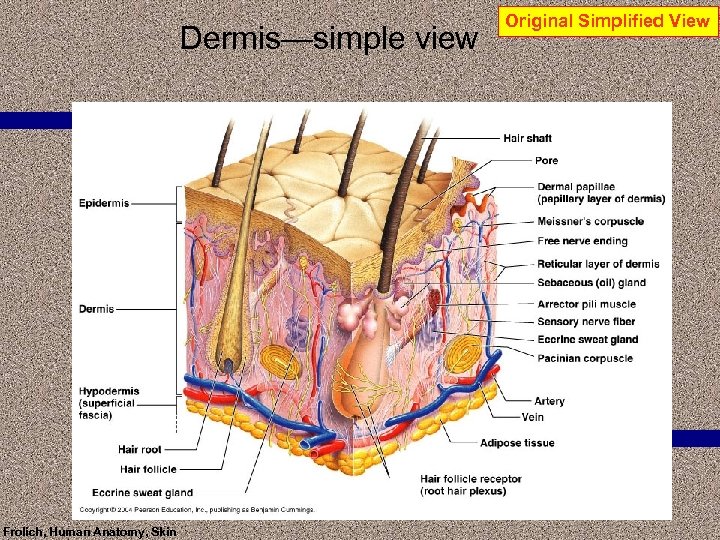 Dermis—simple view Frolich, Human Anatomy, Skin Original Simplified View 