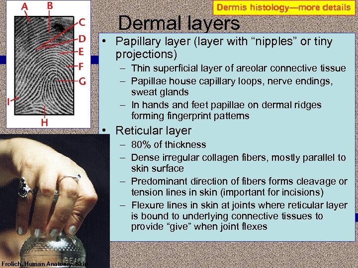 Dermis histology—more details Dermal layers • Papillary layer (layer with “nipples” or tiny projections)