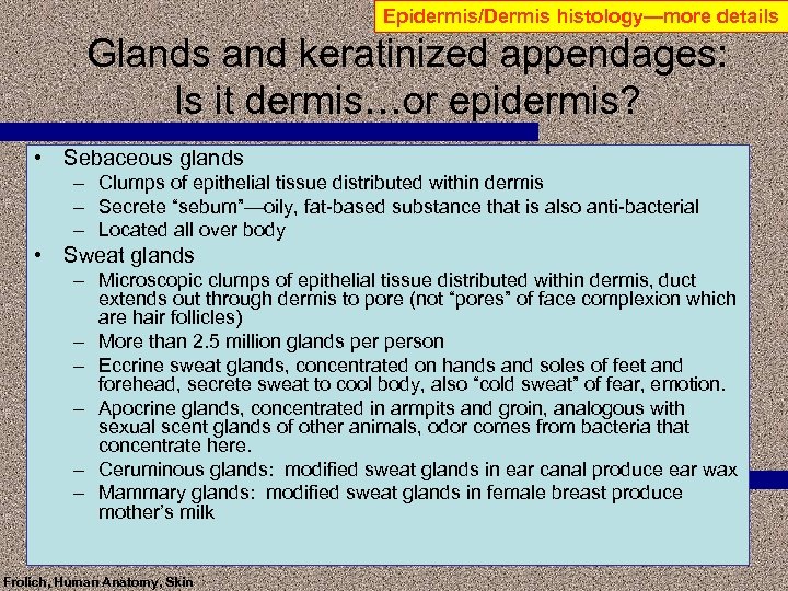 Epidermis/Dermis histology—more details Glands and keratinized appendages: Is it dermis…or epidermis? • Sebaceous glands