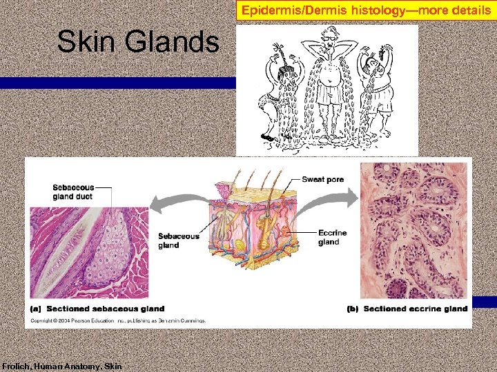 Epidermis/Dermis histology—more details Skin Glands Frolich, Human Anatomy, Skin 