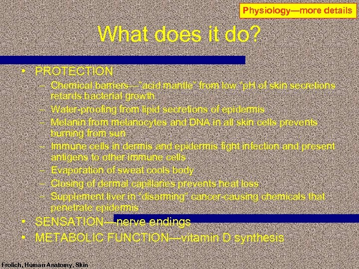 Physiology—more details What does it do? • PROTECTION – Chemical barriers—”acid mantle” from low